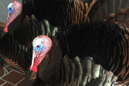 In Defense of Falmouth’s Turkeys