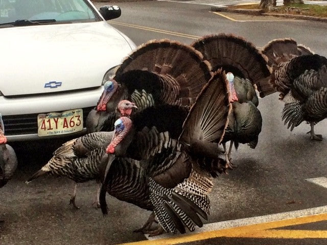 Falmouth Turkeys